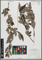 Foto von Salix appendiculata Vill. x Salix aurita L.